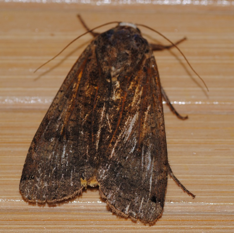 ID- altro Noctuidae